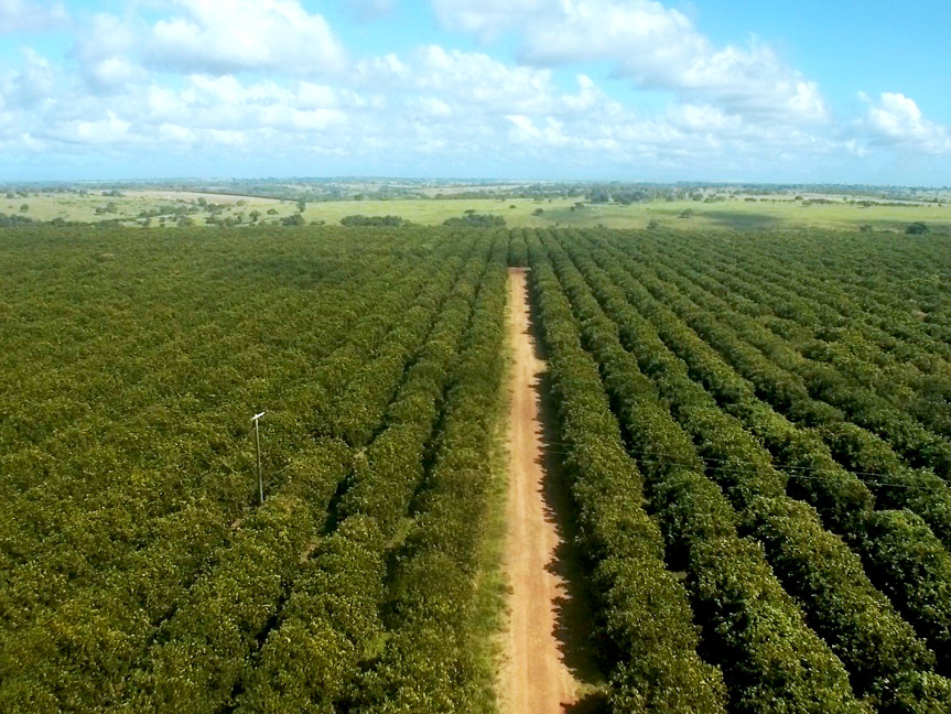 Pomar São José