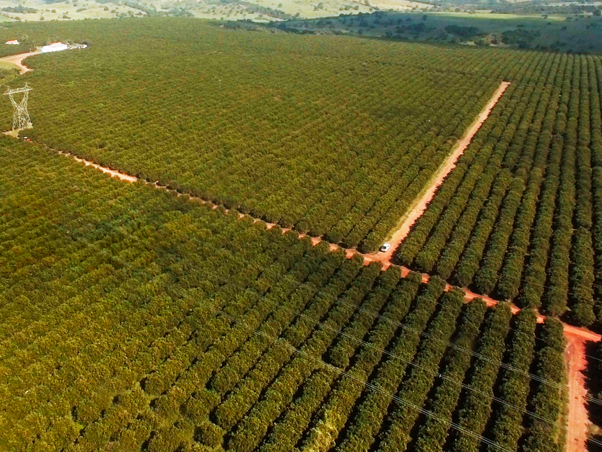 Pomar São José